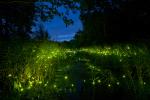 Lampyris Noctiluca for Into the Great Wide Open in Vlieland