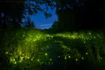 Lampyris Noctiluca for Into the Great Wide Open in Vlieland
