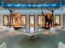 Rosenstein Museum, Stuttgart, Germnay
Exhibition Design: RAA
Lighting Design:
Belzner Holmes und Partner Light Design