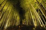 Syuzenji Onsen Hot-spring_Bamboo forest path light up