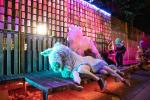 Culture Night – Unicorns Exist