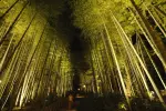 Syuzenji Onsen Hot-spring_Bamboo forest path light up