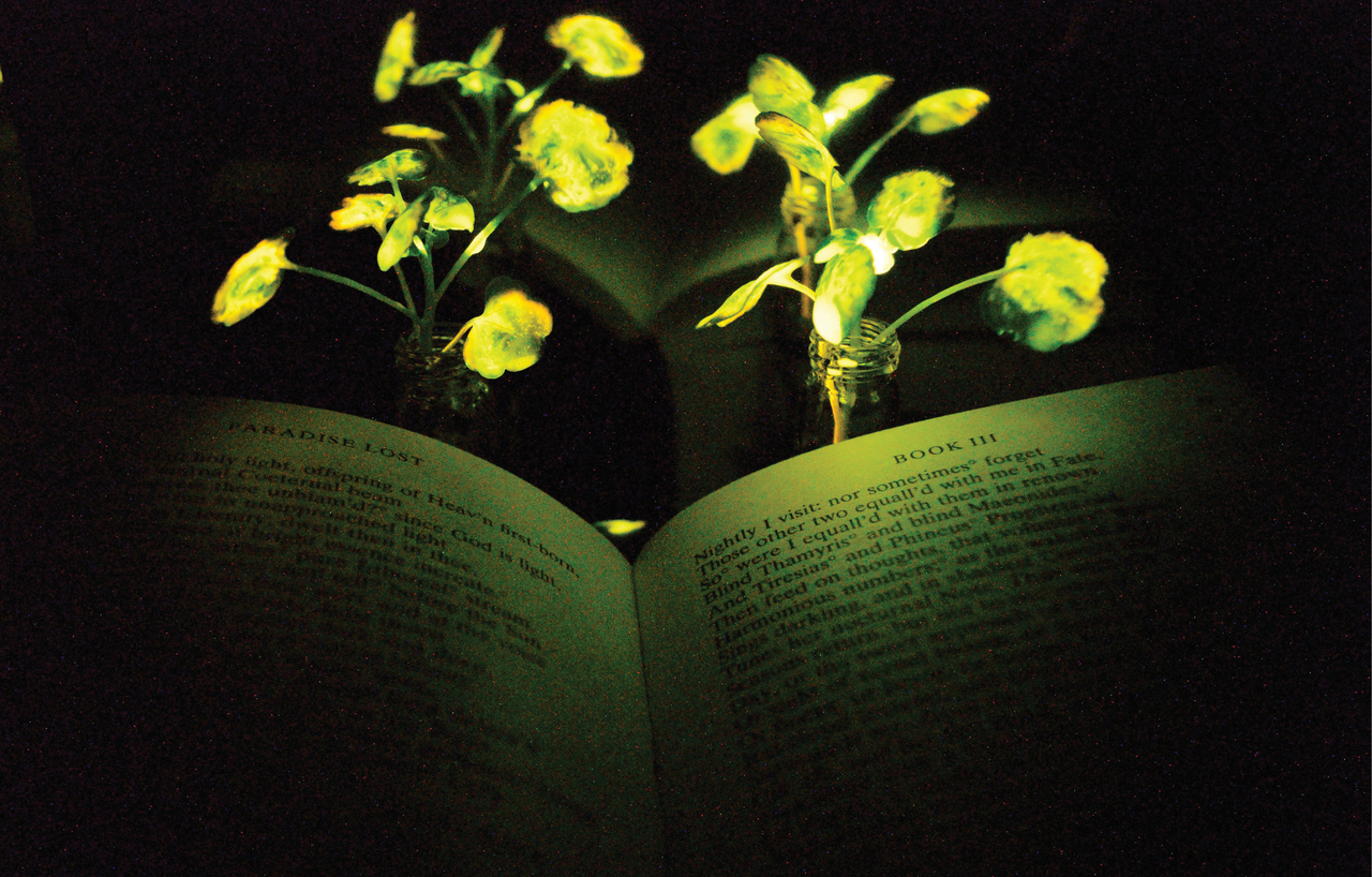 Glowing plant after injecting of nanoparticles